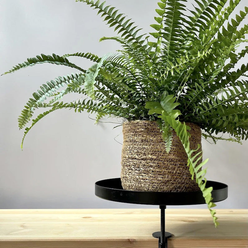 Flower Pot Tray