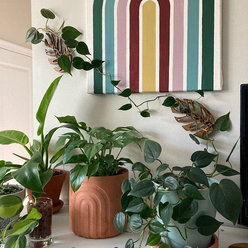 Climbing Plant Wall Clip