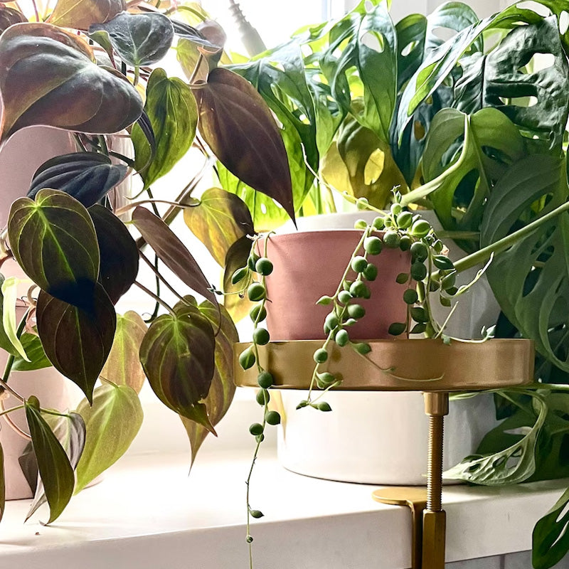 Flower Pot Tray